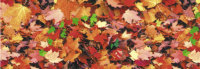 Motiv-Fotokarton 300g/qm 49,5x68cm Herbstblätter
