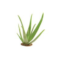 Glorex Glycerinseife Öko mit Aloe Vera 500 g, Transparent